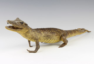 Taxidermy, a stuffed and mounted crocodile 5cm h x 54cm l x 7cm  w 
