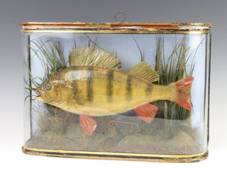 A Victorian taxidermy stuffed and mounted perch in  naturalistic surroundings, contained in a bow front case 31cm h x 45cm w x 12cm d 
