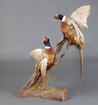 Taxidermy, 2 stuffed and mounted fighting pheasants (some feather loss to one) 94cm h x 48cm w x 19cm d 