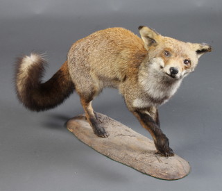Taxidermy, a stuffed and mounted fox 50cm h x 72cm w x 20cm d 