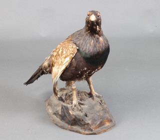 Taxidermy, a stuffed and mounted Capercaillie raised on an oval naturalistic base 65cm h x 75cm w x 34cm d 