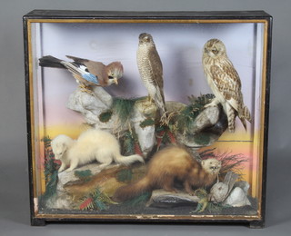 Taxidermy, an arrangement of 2 mink, an owl, a jay and a kestrel, set in a naturalistic surrounding within an ebonised case 79cm h x 88cm w x 22cm d 