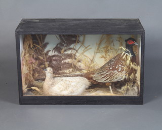 Taxidermy, a stuffed and mounted cock pheasant with hen pheasant, set in naturalistic surroundings, cased 43cm h x 70cm w x 31cm d 