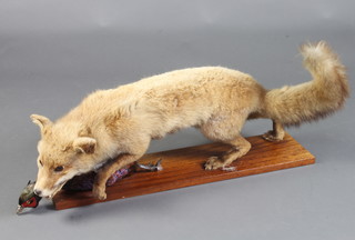 Taxidermy, a stuffed and mounted fox on a rectangular mahogany plaque with pheasant 29cm h x 91cm w x 17cm d 