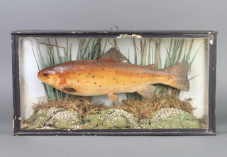 A plaster model of a rainbow trout contained in an ebonised case 25cm x 49cm x 10cm 