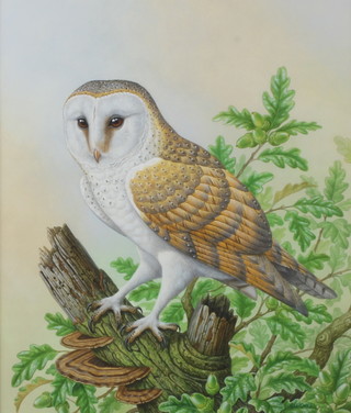 Richard W Orr, gouache signed, study of an owl 33cm x 28cm 