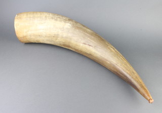 A buffalo horn 72cm x 15cm 
