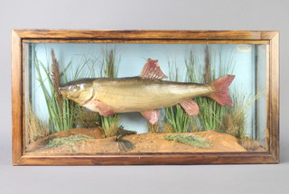 A plaster model of a Barbel contained in a wooden case in naturalistic surroundings 37cm h x 73cm w x 20cm d 