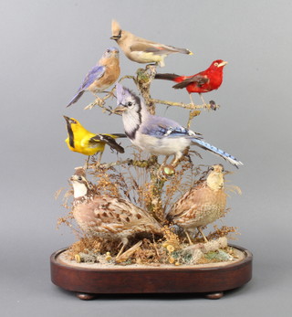 A Victorian arrangement of 7 stuffed and mounted birds in a naturalistic setting, comprising 2 partridges, a blue jay, a cedar waxwing and others, with original glass dome 54cm h x 37cm w x 20cm, raised on a rosewood base, some veneer missing 
