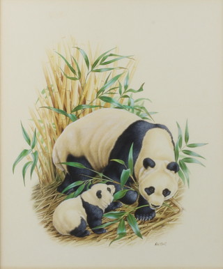 Richard W Orr, gouache signed, study of pandas 34cm x 29cm 