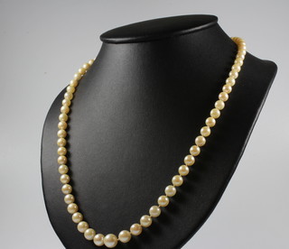 A string of cultured pearls with a yellow gold and pearl set clasp 55cm 