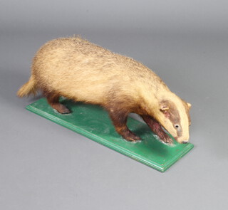 A stuffed and mounted badger 30cm h x 91cm w x 20cm d  