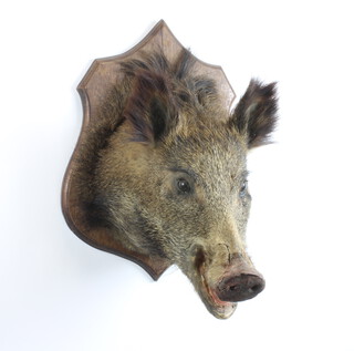 A stuffed and mounted boar's head on an oak shield 