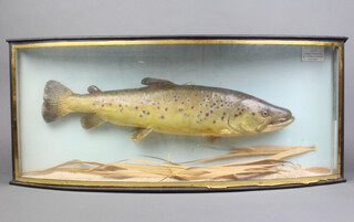 J Phillips and W Mullick, a stuffed and mounted brown trout 8lbs 8 ozs, caught at Cleving 18th July 2001, contained in a bow front case 14cm h x 84cm w x 17cm d 