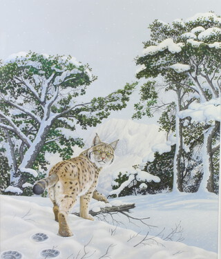 Richard W Orr, gouache signed, study of a Lynx in a snowy landscape 64cm x 53cm  