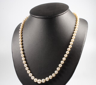 A graduated string of cultured pearls with a yellow gold clasp 54cm 