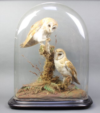 Two Victorian stuffed and mounted barn owls contained in a naturalistic surrounding, contained under an oval glass dome 74cm h x 59cm w x 29cm d