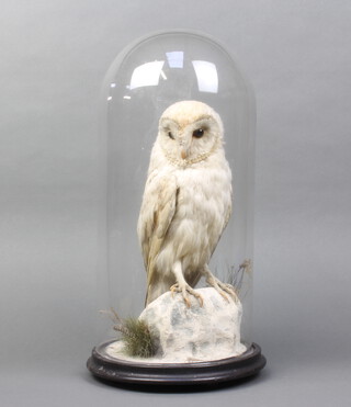 A Victorian stuffed and mounted white owl contained under a dome 47cm h x 20cm 
