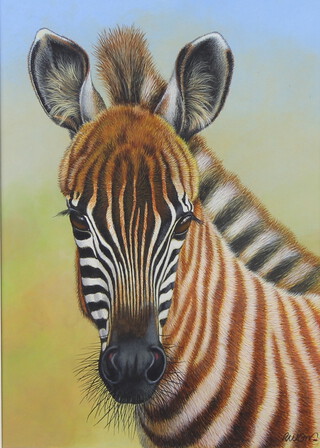 Richard W Orr, acrylic signed, study of a baby zebra 32cm x 23cm 