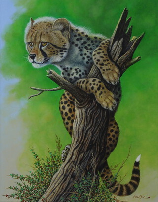 Richard W Orr, acrylic signed, study of a baby cheetah, 38cm x 30cm 