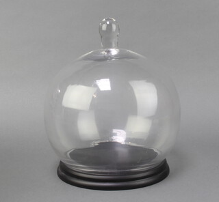 A circular glass dome raised on an ebonised stand 30cm h x 20cm diam.