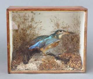 A Victorian stuffed and mounted kingfisher contained in an unlabelled pine cabinet 19cm x 23cm x 22cm 