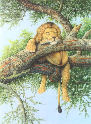 Richard Orr, print, study of a lion in a tree no.1/1, signed in pencil 39cm x 29cm 