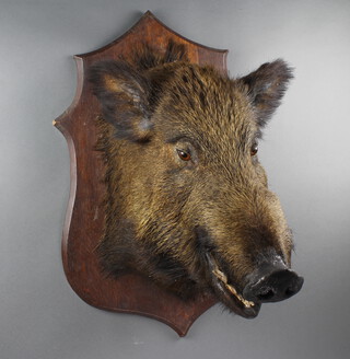 A stuffed and mounted wild boar's head on an oak shield 49cm