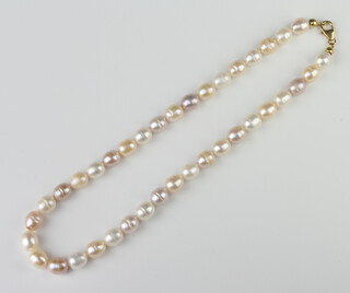 A string of 2 colour cultured pearls with an 18ct yellow gold clasp 44cm 