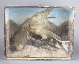A Victorian taxidermy arrangement of a kestrel and blackbird contained in a naturalistic case 75cm x 45cm x 21cm 
