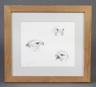 Steven McCue, watercolour, study of an eagle 24cm x 30cm 