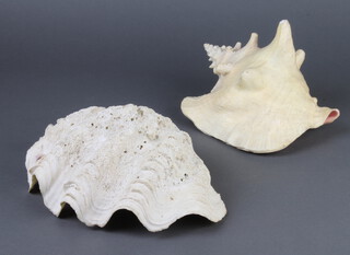 A South Pacific clam shell 8cm x 27cm x 19cm together with a Queen Conch shell 14cm x 20cm x 19cm 