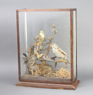 A taxidermy arrangement of birds contained within a mahogany framed glazed case 52cm h x 37cm x 16cm 
