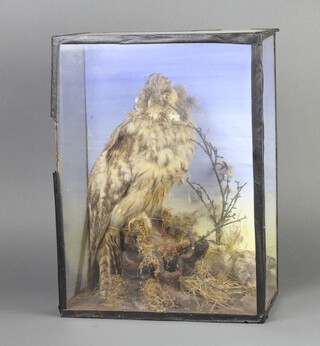 A stuffed and mounted owl contained in a display cabinet 37cm h x 28cm w x 15cm d 