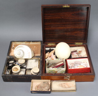 An ostrich egg together with a collection of 19th Century and later seashells 