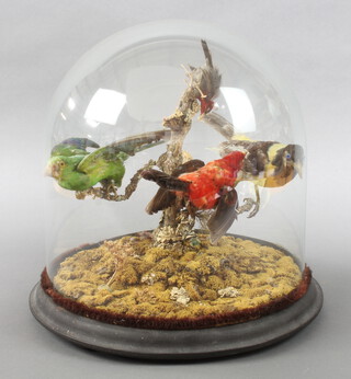 An arrangement of 4 Victorian stuffed and mounted birds contained under a glass dome 31cm x 31cm 