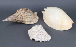 Three large sea shells 