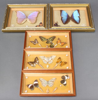 A collection of 12 butterflies contained in 5 frames 20cm x 25cm (x2) and 11cm x 24cm (x3)