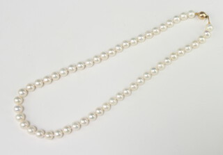 A string of cultured pearls with 9ct yellow gold ball clasp, 43cm 