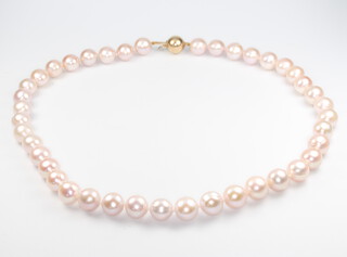 A string of pink cultured pearls with a yellow gold ball clasp, 44cm 