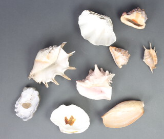 A quantity of sea shells 