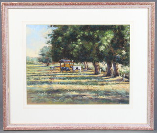 David Randell, watercolour signed, study of cattle grazing in a field 32cm x 41cm 