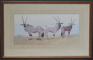 Allan Carter, watercolour signed, study of Oryx 23cm x 50cm 
