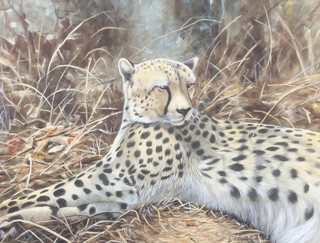 **Mike Donnelly, gouache signed and dated '02, "Cheetah at Rest" 49cm x 66cm PLEASE NOTE - Works by this artist may be subject to Artist's Resale Rights
