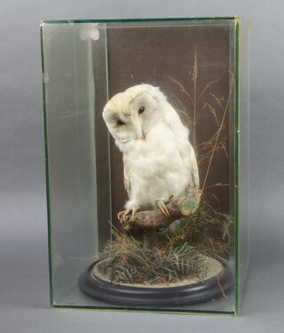 A stuffed and mounted snowy owl contained in a glass display cabinet 45cm h x 30cm w x 30cm d 