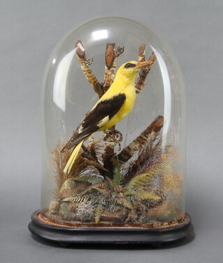 A Victorian stuffed and mounted oriole in a naturalistic surroundings, contained under a glass dome, 33cm h x 26cm w x 15cm d 