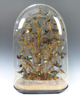 T M Williams, 155 Oxford Street, London, an arrangement of approx 48 hummingbirds, the naturalistic base mounted 5 beetles, complete with glass dome, 84cm h x  51cm w x 30cm d