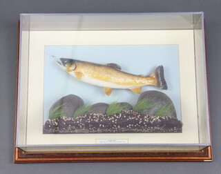 A stuffed and mounted brown trout, caught on the River Itchen 3rd May 1999, contained in a glass case 19cm h x 62cm w x 48cm d 
