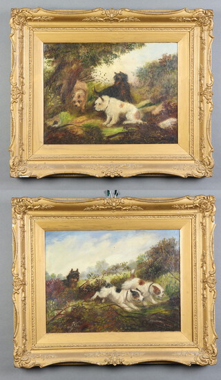 After George Armfield, oils on canvas, a pair, unsigned, studies of terriers hunting 30cm x 39cm 