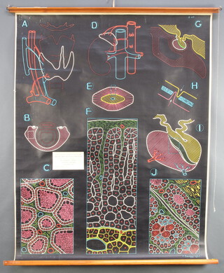 Five Adam Rouilly & Co of 18 Fitzroy Street London, W1 medical charts - S43 Endocrine Glands, S28 Muscular Tissue (x2), S34 Sensory and Motor Tracts, S27 Sougo Chart Medulla and S35 The Brain 